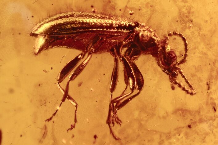 Detailed Fossil Ant-Like Flower Beetle, Flies and Wasp in Baltic Amber #272700